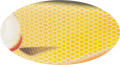 C041F (kolor woblera Strike Pro).png
